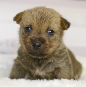 Norwich Terrier Welpe kaufen