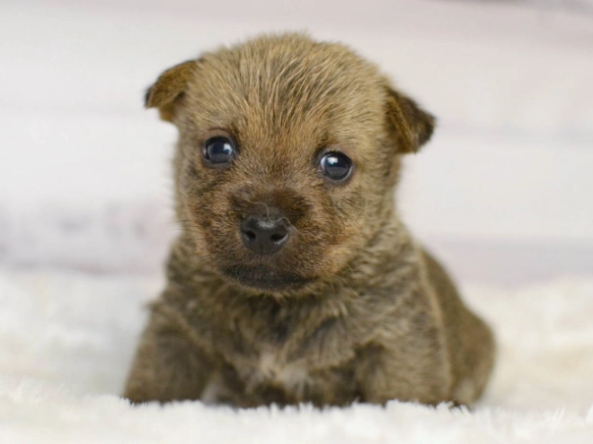 Norwich Terrier Welpe kaufen