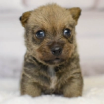 Norwich Terrier puppy for sale