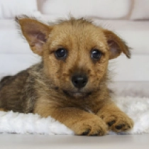 Rolf, red Norwich Terrier for sale