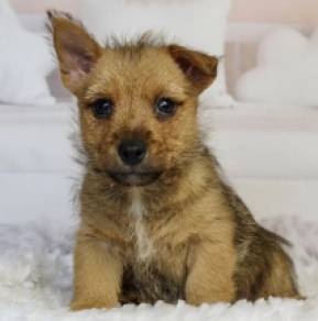 Norwich Terrier puppy for sale