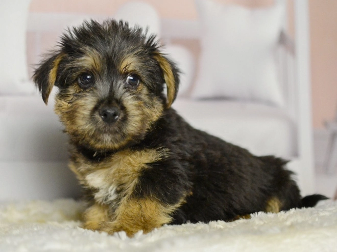 Perros Terrier de Norwich en venta