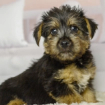 Lexus, black and tan Terrier de Norwich en venta