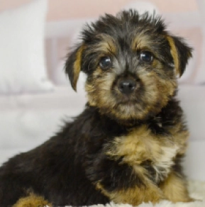 Perros Terrier de Norwich en venta