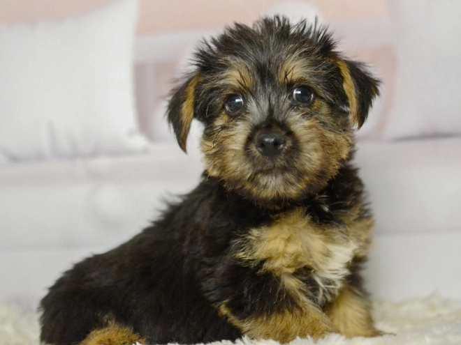 Perros Terrier de Norwich en venta