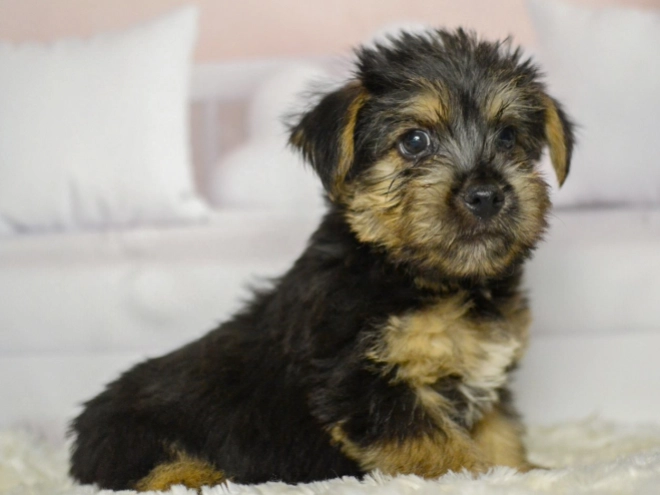 Perros Terrier de Norwich en venta
