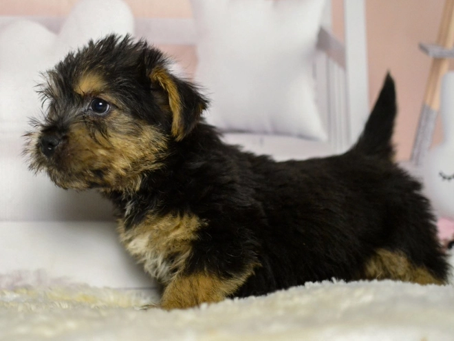 Perros Terrier de Norwich en venta