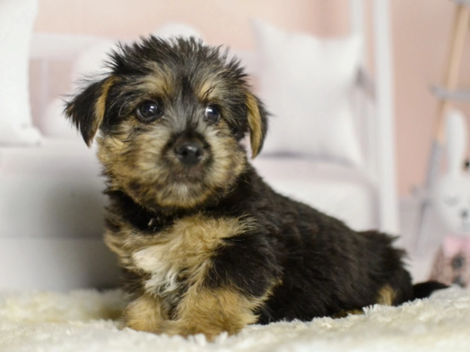 Perros Terrier de Norwich en venta