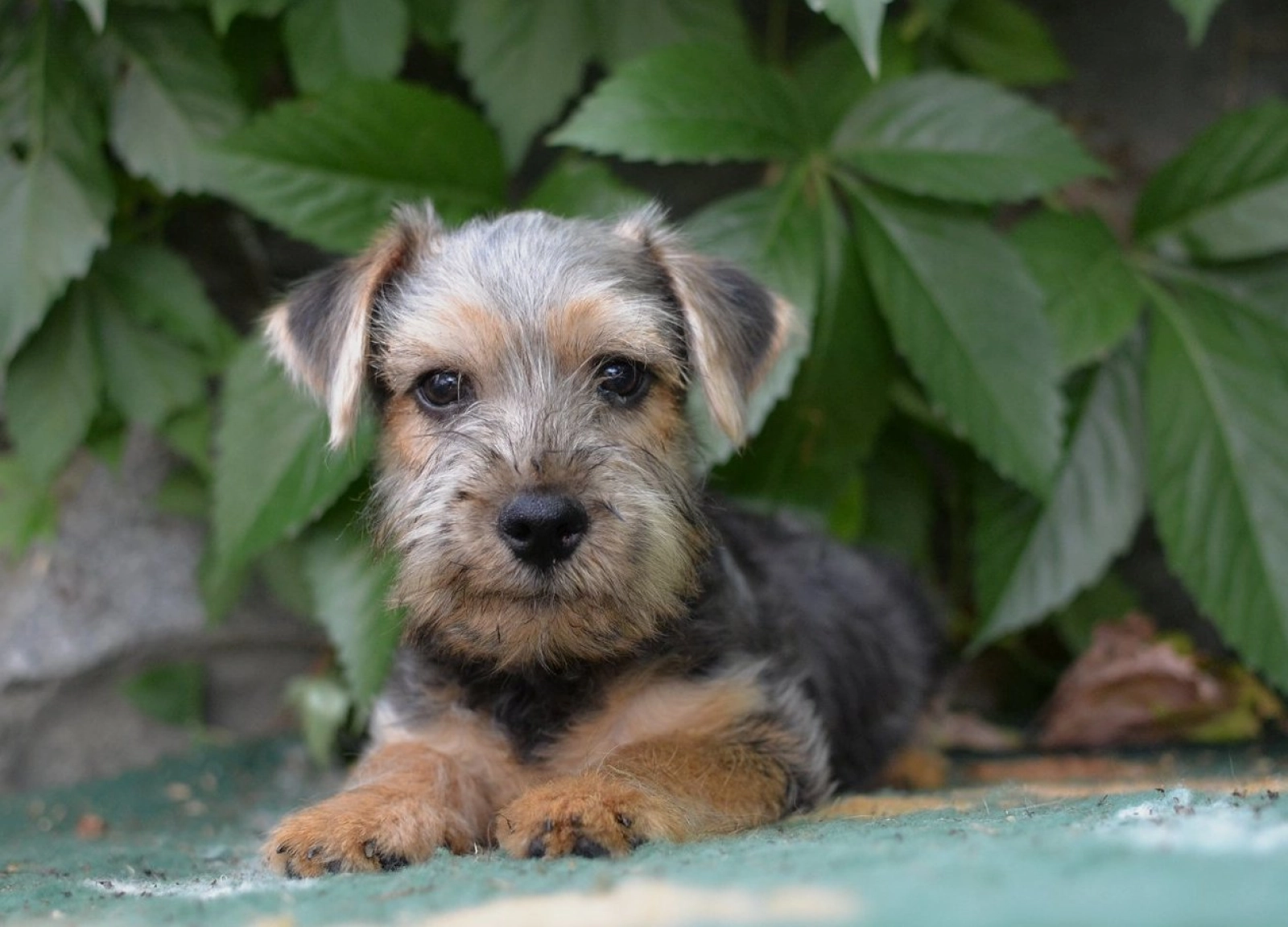 Starhill Kennel Silky Terrier For Sale Malaysia Lexus Norwich