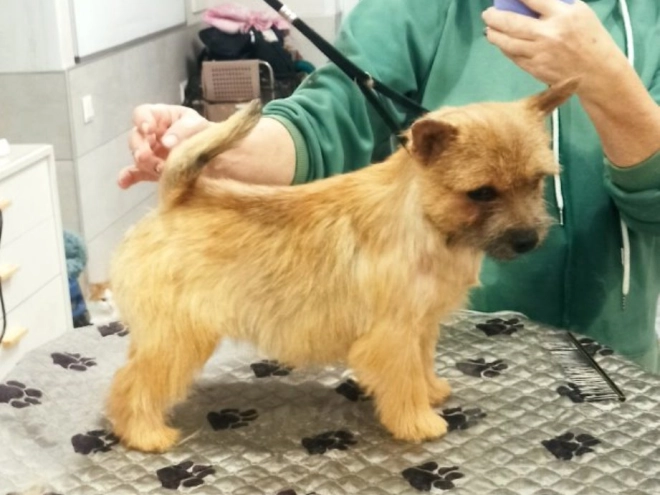 Norwich Terrier Welpe zu verkaufen