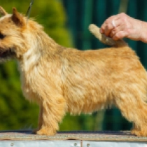 Diva, red Norwich Terrier Welpen kaufen