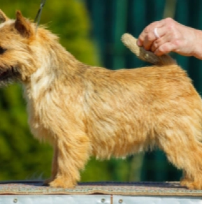 Norwich Terrier Welpe kaufen