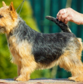 Norwich Terrier Welpe kaufen