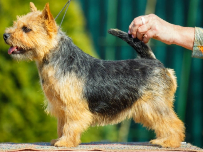 Norwich Terrier Welpe kaufen