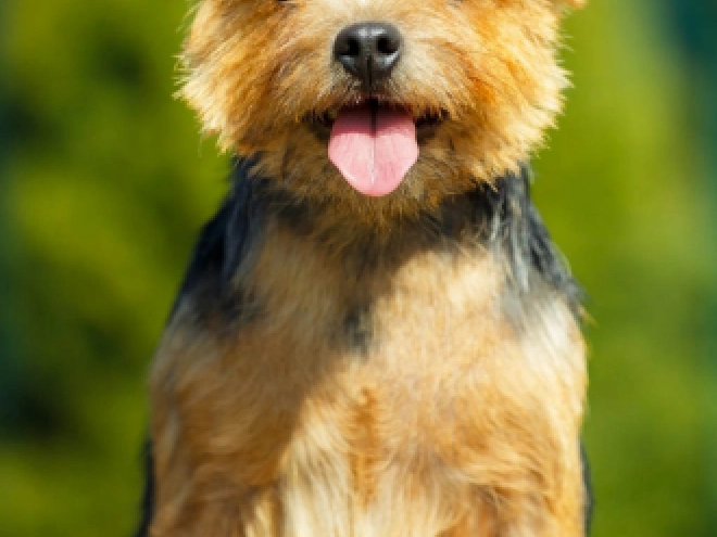 Norwich Terrier Welpe kaufen