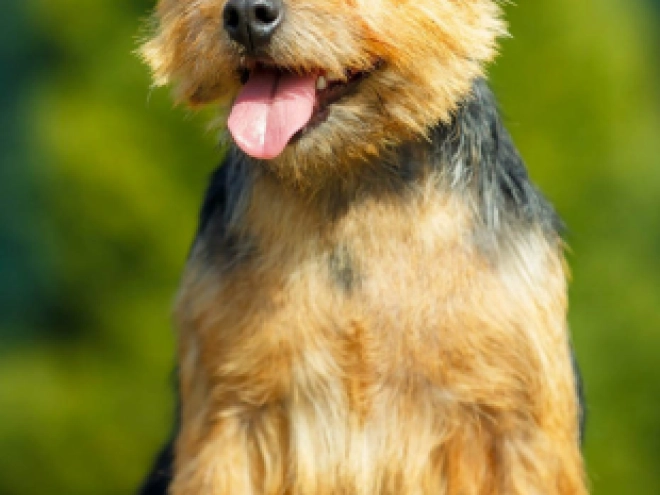 Norwich Terrier Welpe kaufen
