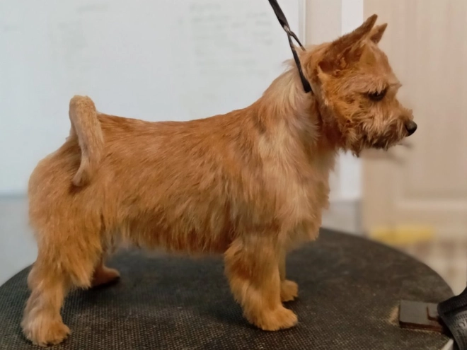 Norwich Terrier puppy for sale