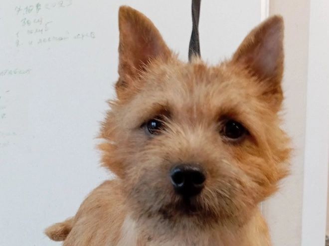 Norwich Terrier puppy for sale
