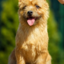 Brad, red Norwich Terrier Welpen kaufen