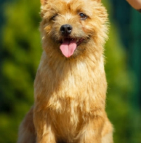 Norwich Terrier Welpe kaufen