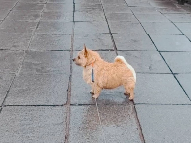 Norwich Terrier Welpe zu verkaufen