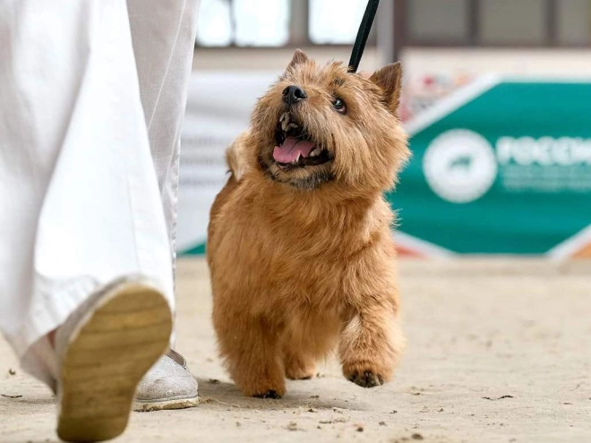 Norwich Terrier Welpe zu verkaufen