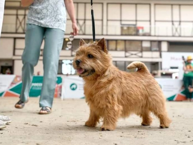 Norwich Terrier Welpe zu verkaufen