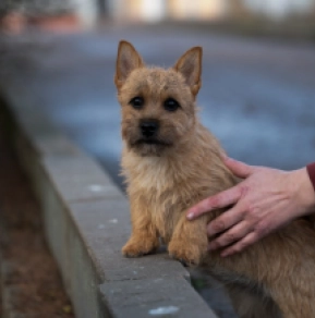 Norwich Terrier Welpe zu verkaufen
