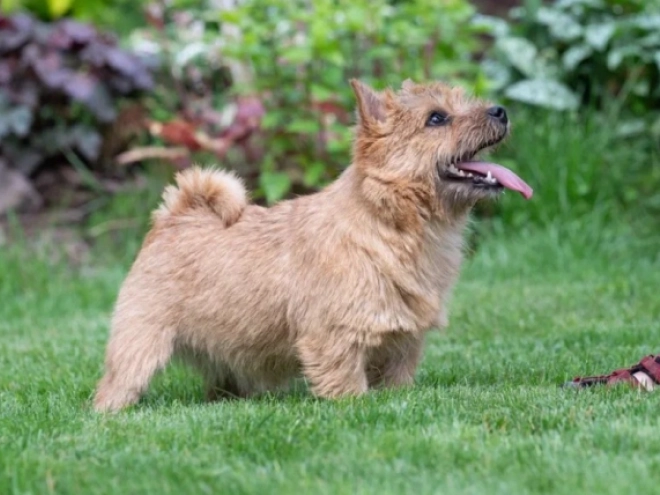 Norwich Terrier puppy for sale