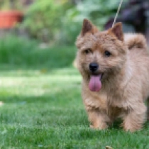Diva, red Norwich Terrier for sale