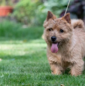 Norwich Terrier puppy for sale