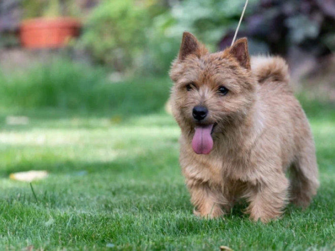 Norwich Terrier puppy for sale