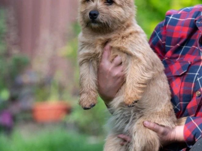 Norwich Terrier puppy for sale