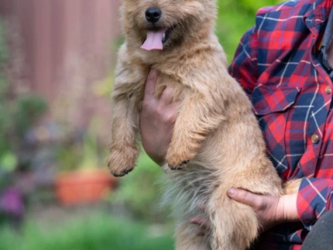 Norwich Terrier puppy for sale