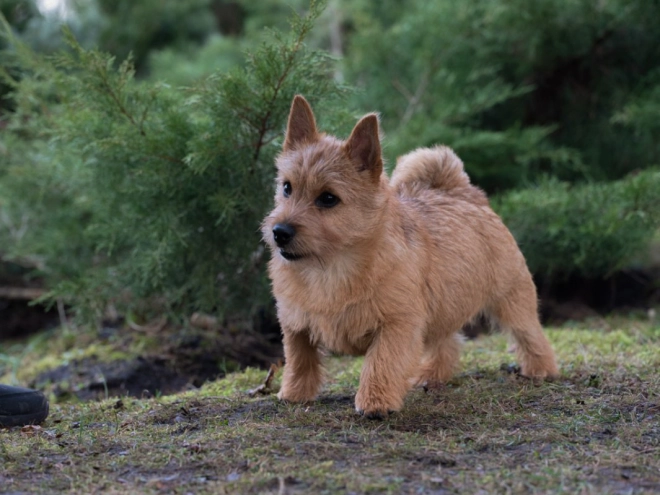 Perros Terrier de Norwich en venta