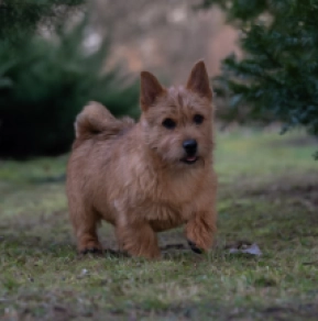Perros Terrier de Norwich en venta