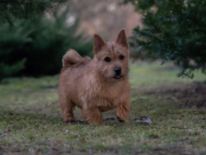 Perros Terrier de Norwich en venta