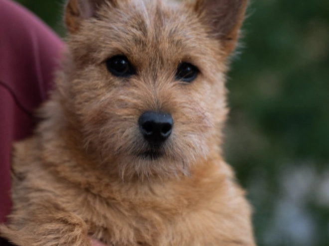 Perros Terrier de Norwich en venta