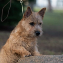 Perros Terrier de Norwich en venta