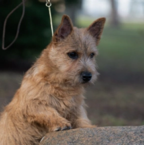 Perros Terrier de Norwich en venta
