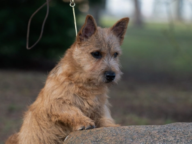 Norwich Terrier Welpe zu verkaufen