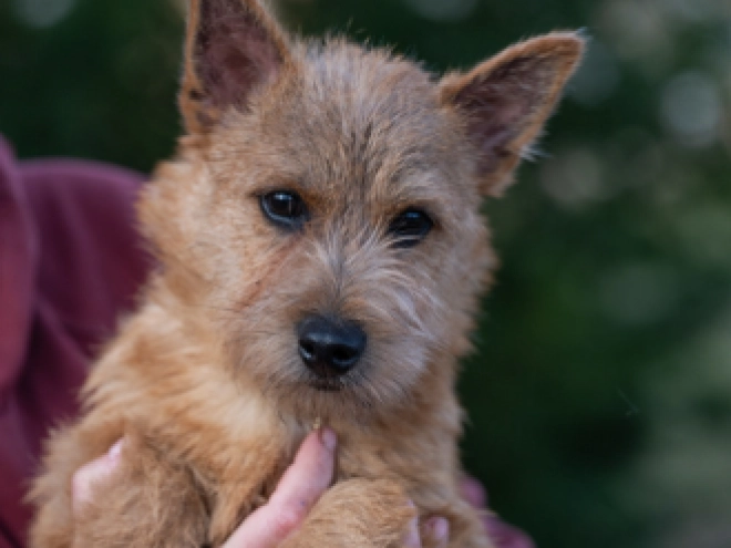 Norwich Terrier Welpe zu verkaufen