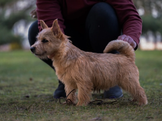 Norwich Terrier Welpe zu verkaufen