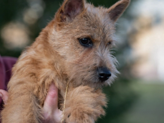 Norwich Terrier Welpe zu verkaufen