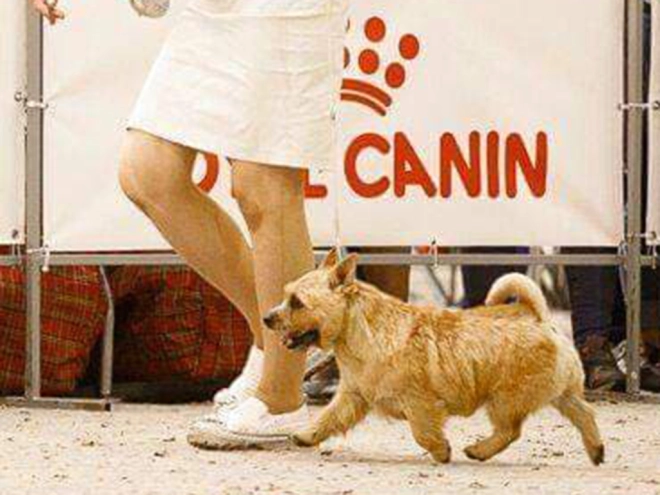 Norwich Terrier Welpe zu verkaufen