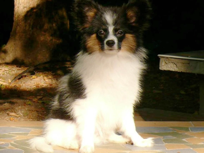 Perros Papillon en venta