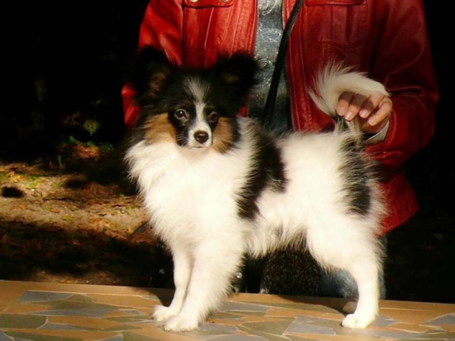 Perros Papillon en venta