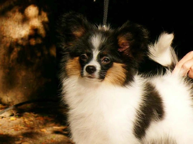 Perros Papillon en venta