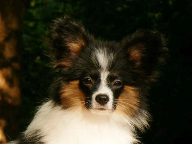 Perros Papillon en venta