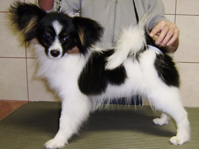 Perros Papillon en venta